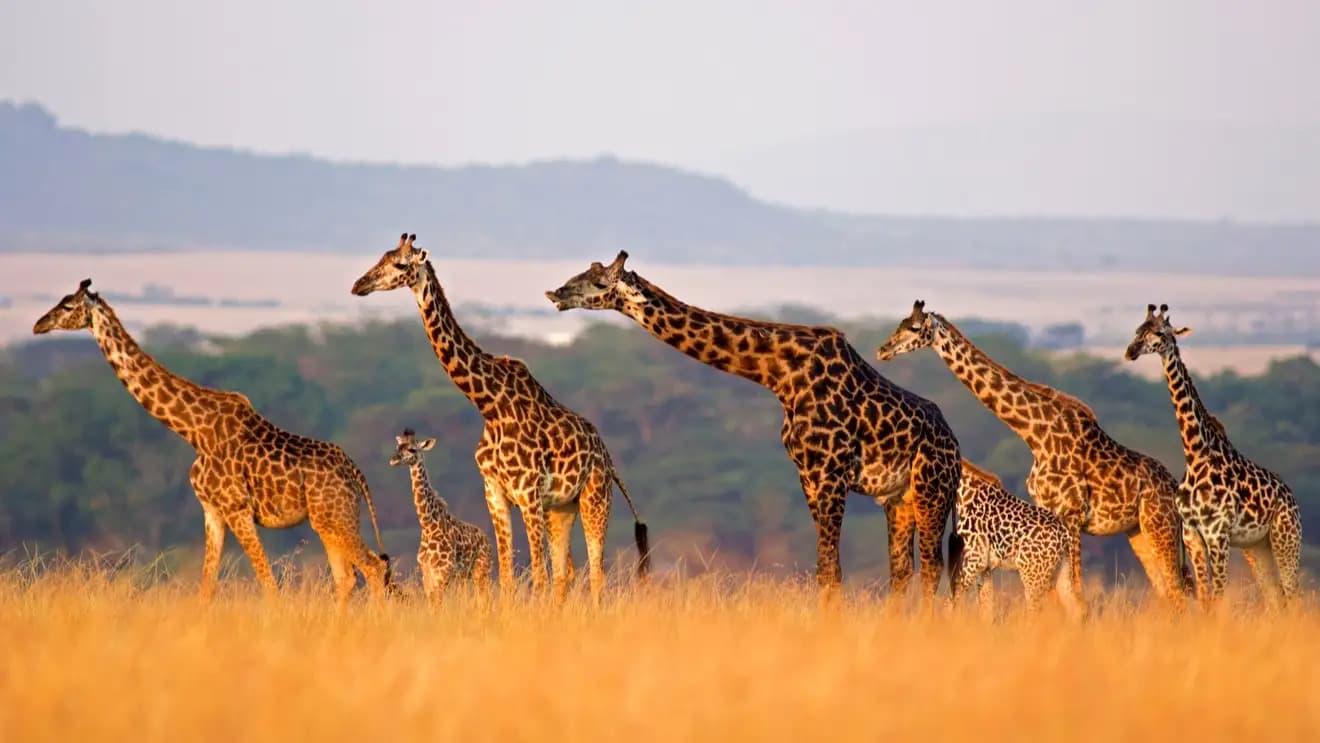 Destino de viaje Kenia
